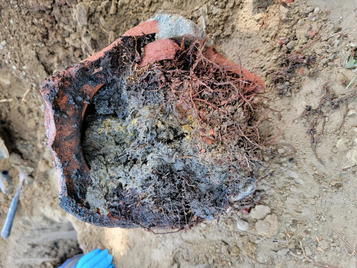 Excavated sewer line showing a blockage removed during drain cleaning
