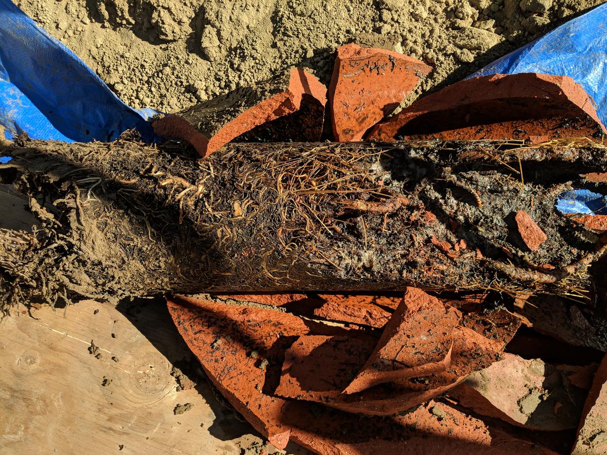 Root-packed sewer line and broken clay pipe removed from a trench